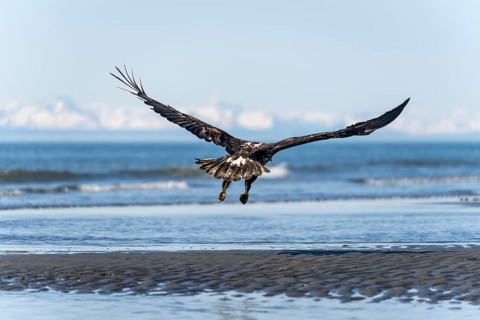 Bald eagle (Haliaeetus leucocephalus) in flight, Anchor Point at Cook Inlet, white mountain peaks