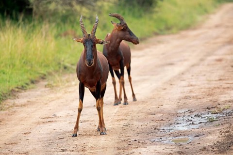 Serengeti Topis (Damaliscus korrigum jimela) on a sandy track, antelopes, Akagera National Park or