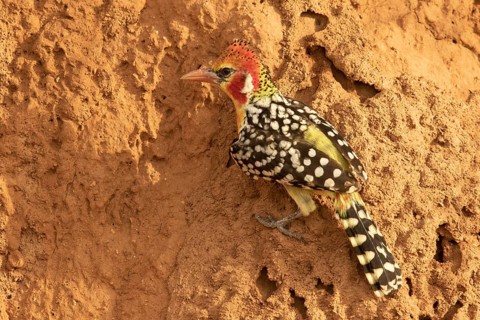 Red-and-yellow Barbet (Trachyphonus erythrocephalus), Samburu, Kenya