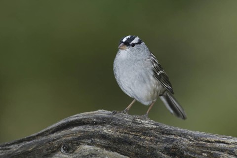 White-crowned Sparrow (Zonotrichia leucophrys), Texas, USA