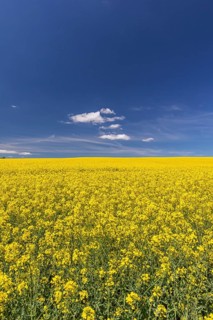 Flowering field of Rapeseed (Brassica napus) on a sunny day with blue sky and some white clouds