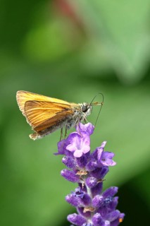 Large skipper (Ochlodes venatus), collecting nectar from a flower of Common lavender (Lavandula