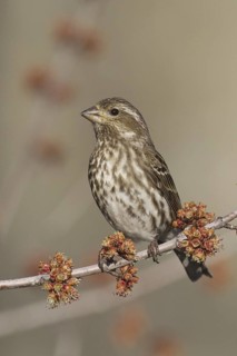 Purple Finch (Haemorhous purpureus) female, Ohio, USA