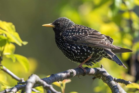 Common Starling (Sturnus vulgaris), Mecklenburg-Western Pomerania, Germany