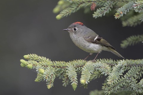 Ruby-crowned Kinglet (Regulus calendula), Alaska, USA