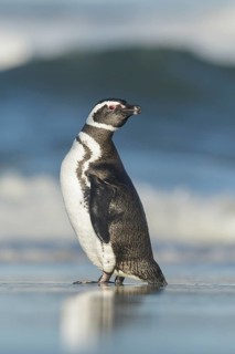 Magellanic Penguin (Spheniscus magellanicus) on a beach in the Falkland Islands