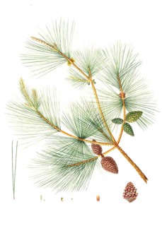 Pinus tabuliformis, Pinus sinensis, Chinese pine, tree, digitally enhanced reproduction of an