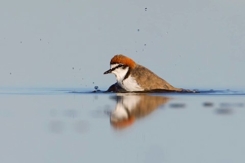Red-capped Plover (Charadrius ruficapillus) male, Victoria, Australia
