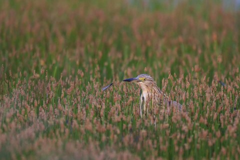 Squacco Heron (Ardeola ralloides), Greece