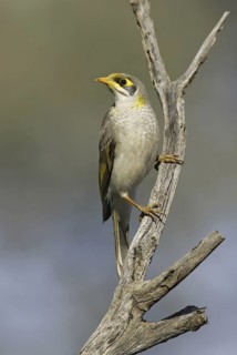 Yellow-throated Miner (Manorina flavigula), New South Wales, Australia