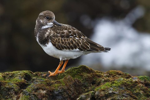 Ruddy Turnstone (Arenaria interpres) juvenile, Asturias, Spain