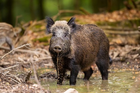 Wild boar (Sus scrofa) standing in a little waterhole in a forest, Bavaria, Germany