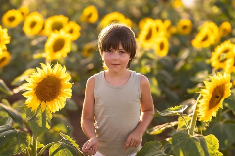 A young child is standing amidst a sunflower field, bathed in warm sunlight. The vibrant yellows of