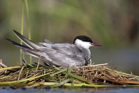 Whiskered Tern (Chlidonias hybrida), Andalusia, Spain