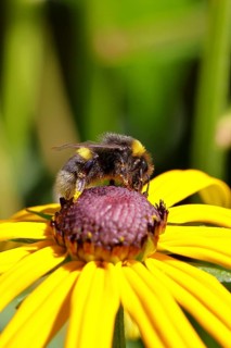 Large earth bumblebee (Bombus terrestris), on yellow flower, Wilnsdorf, North Rhine-Westphalia,