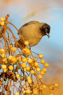 White-spectacled bulbul (Pycnonotus xanthopygos), Israel