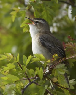 Sedge Warbler (Acrocephalus schoenobaenus) singing, Schleswig-Holstein, Germany