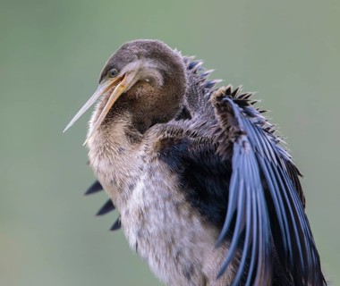 Australasian Darter (Anhinga novaehollandiae) Weibchen, Victoria, Australia