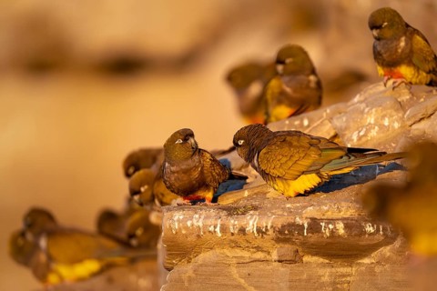 Rock parakeets (Cyanoliseus patagonus), group sitting on sandstone rocks of a breeding colony in