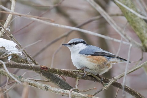 Eurasian Nuthatch (Sitta europaea), Baden-Wuerttemberg, Germany