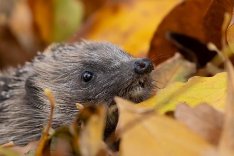 European hedgehog (Erinaceus europaeus) adult animal emerging from a pile of autumn colour leaves