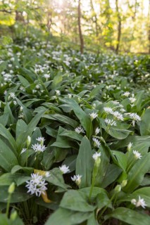 Forest floor with wild garlic (Allium ursinum) in bloom, in Imnitz Park, Zwenkau, Saxony, Germany