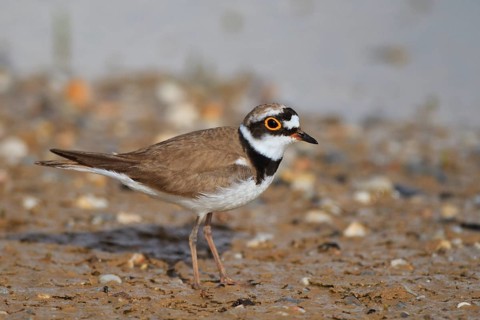 Little Ringed Plover (Charadrius dubius) male, Greece
