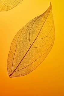 Delicate leaf close-up highlighting its intricate skeleton texture, backlit by warm orange light.