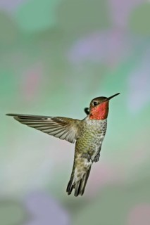 Anna's Hummingbird Calypte anna Huachuca Mountains, Cochise County, ARIZONA, United States 23