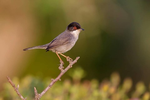 Velvet-headed warbler, (Sylvia melanocephala), warbler family, biotope, habitat, perch, foraging,