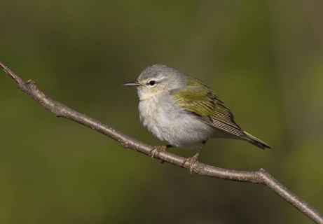 Tennessee Warbler, male