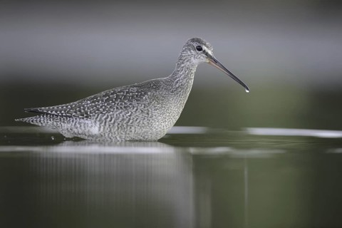 Spotted Redshank (Tringa erythropus), Thuringia, Germany