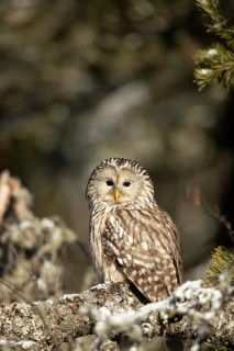Ural Owl (Strix uralensis) captive, Bavaria, Germany