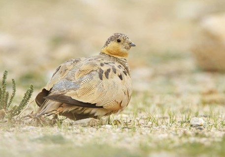 Tibetan Sandgrouse (Syrrhaptes tibetanus) female, Ladakh, India