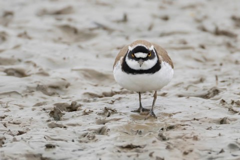 Little ringed plover (Charadrius dubius) adult wading bird on a mudflat, England, United Kingdom