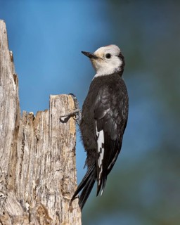 White-headed Woodpecker (Picoides albolarvatus)