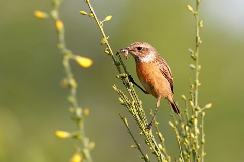 European Stonechat (Saxicola rubicola) female perched on broom with insect in beak, Saxony-Anhalt,