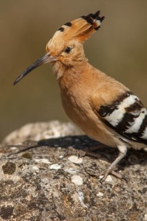 Eurasian Hoopoe (Upupa epops), perched, Castile-La Mancha, Spain