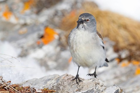 Snowfinch (Montifringilla nivalis), Valais, Switzerland