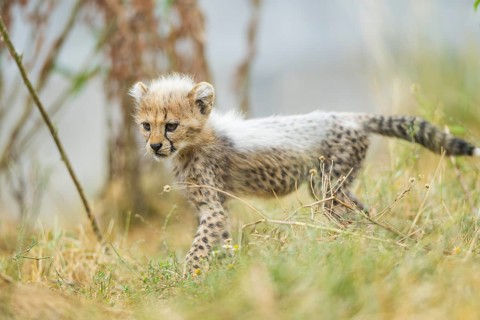 Cheetah (Acinonyx jubatus) youngster walking on a meadow, captive, occurrence Africa