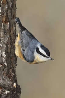 Red-breasted Nuthatch (Sitta canadensis), New Mexico, USA