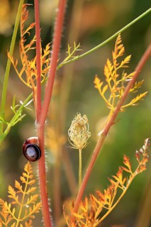 Small snails on a summer meadow, Saxony, Germany