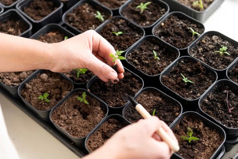 A close up of hands gently planting tomato seedlings in small pots filled with soil, illustrating a
