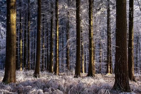 Wintery forest with hoarfrost on Königstuhl mountain, Rhein-Neckar district, Baden-Württemberg,