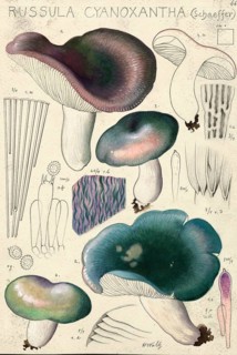 Mushroom, Mushrooms, Violet green lady's russula, Russula cyanoxantha, authentic reproduction of an