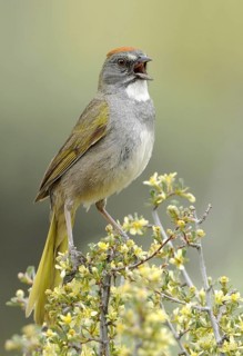 Green-tailed Towhee (Pipilo chlorurus), Oregon, USA