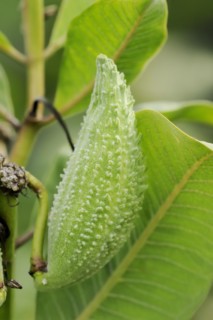 Common milkweed (Asclepias syriaca), fruit, ornamental plant, native to North America