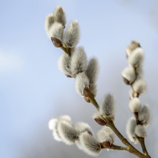 Goat willow (Salix caprea), male flower catkins, Gardens of the World, Berlin, Berlin, Germany