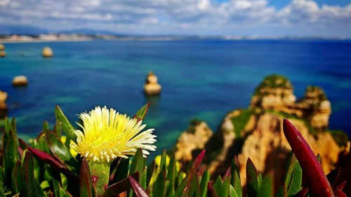 Close-up of a yellow flower, edible noon flower (carpobrotus edulis) in front of a coastal