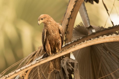 Black Kite (Milvus migrans), Gambia